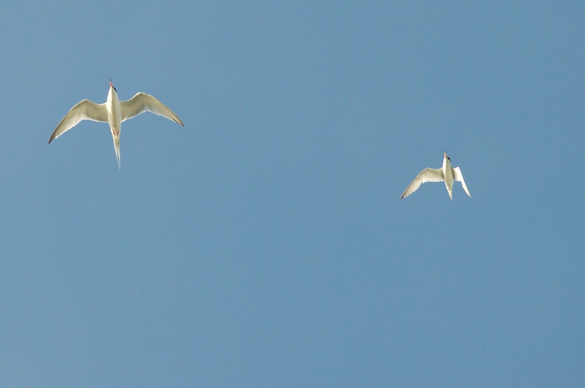 Least Tern - Brandon Trentler