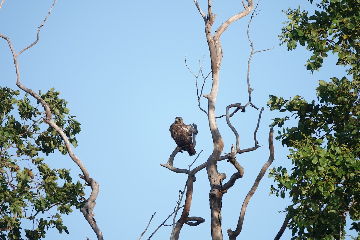 Short-tailed Hawk - ML308795251