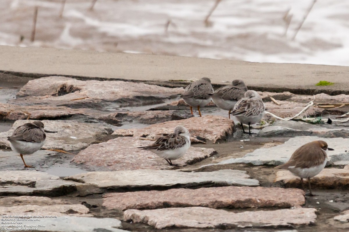 Terek Sandpiper - ML308795291