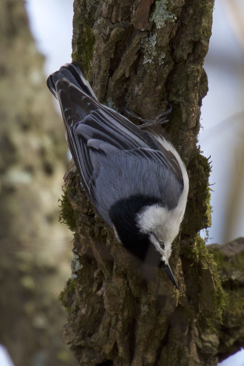 White-breasted Nuthatch - ML308795711