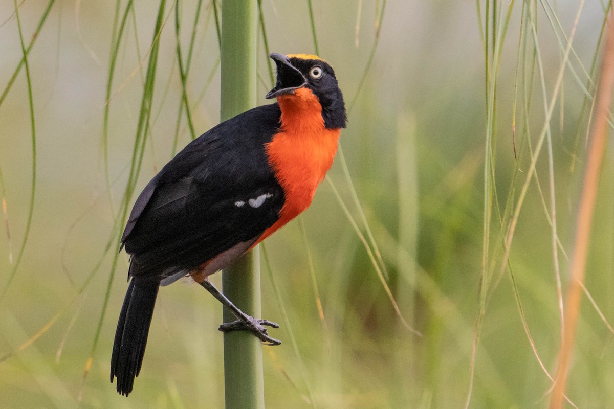 Papyrus Gonolek - Peter  Steward