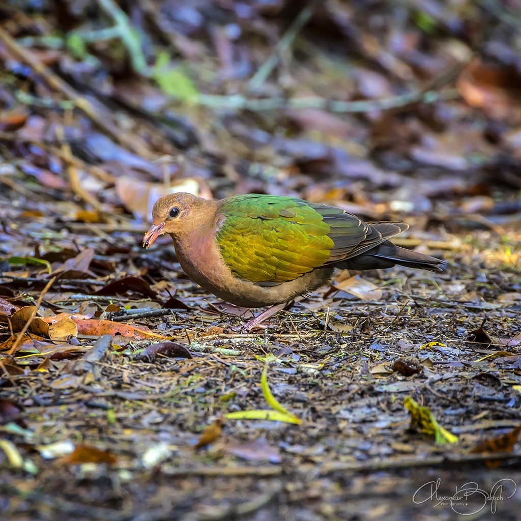 Pacific Emerald Dove - Alexander Babych