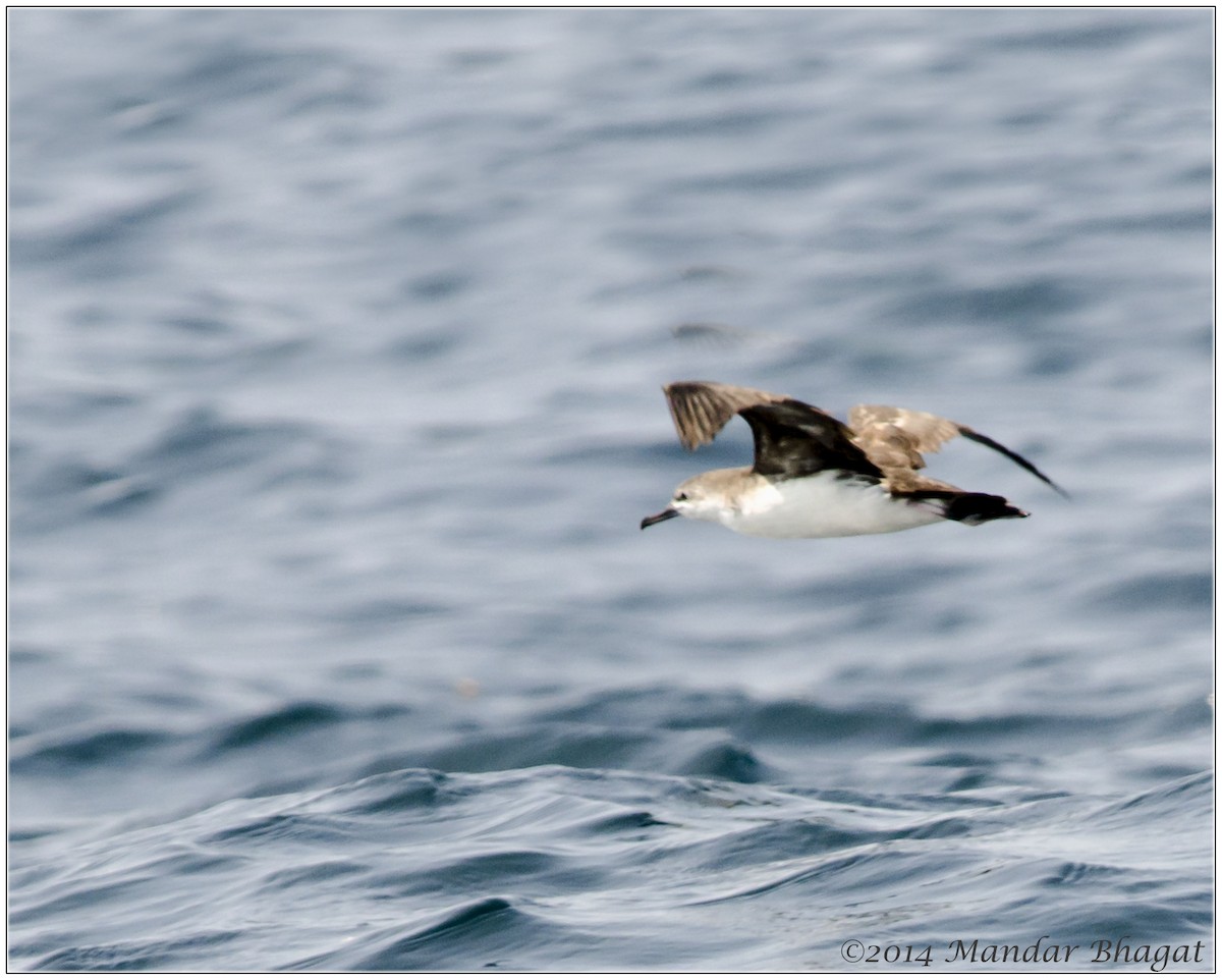 Persian Shearwater - Mandar  Bhagat