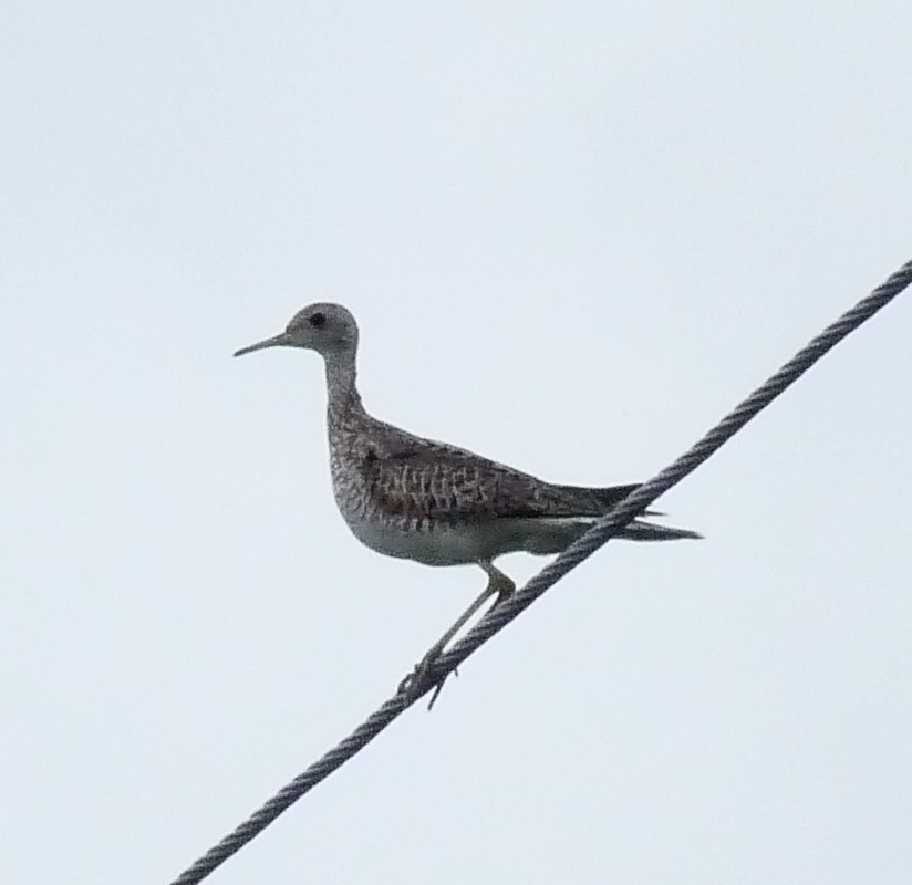 Upland Sandpiper - ML308806041