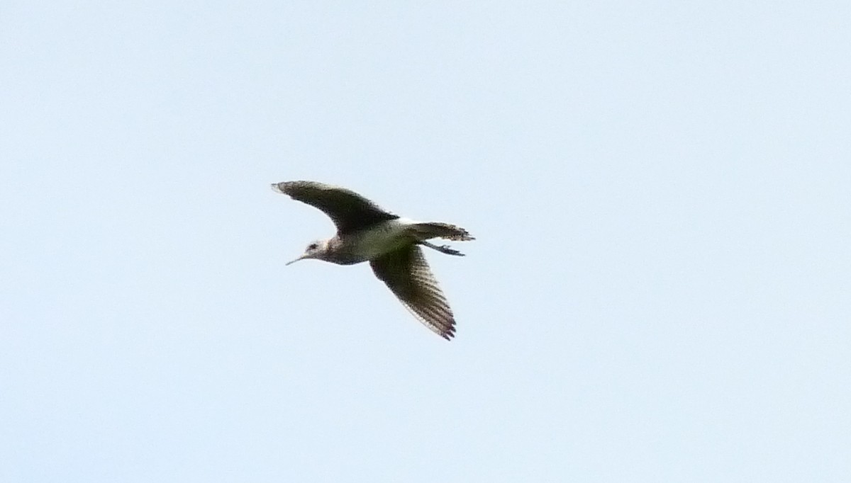 Upland Sandpiper - ML308806081