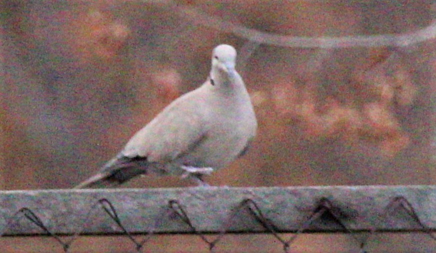 Eurasian Collared-Dove - ML308808851