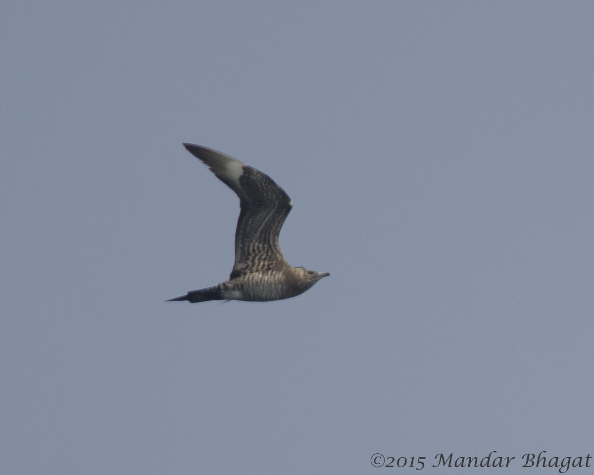 Parasitic Jaeger - ML30881281