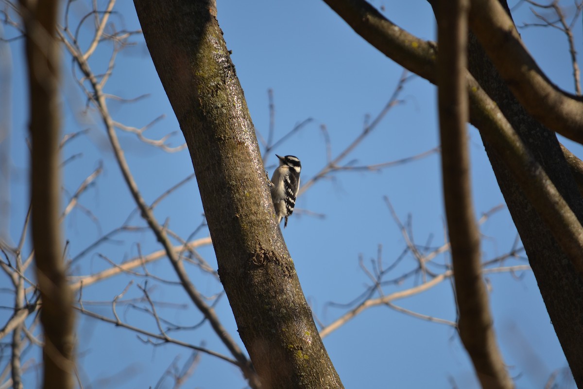 Downy Woodpecker - Daniel Bosko