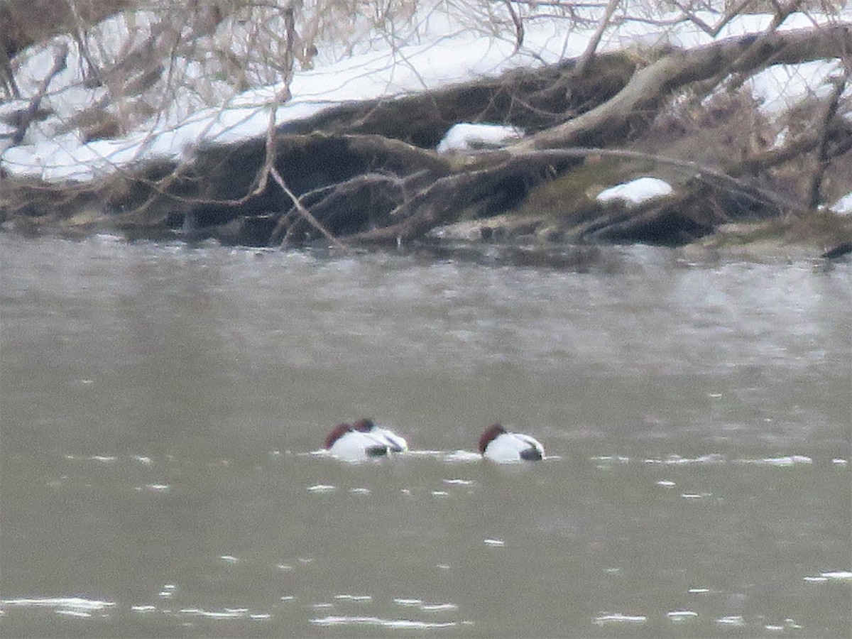 Canvasback - ML308815281