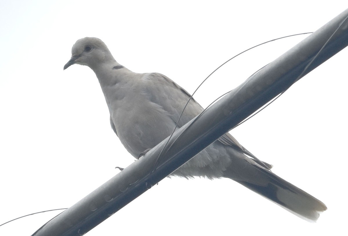 Eurasian Collared-Dove - ML30881541