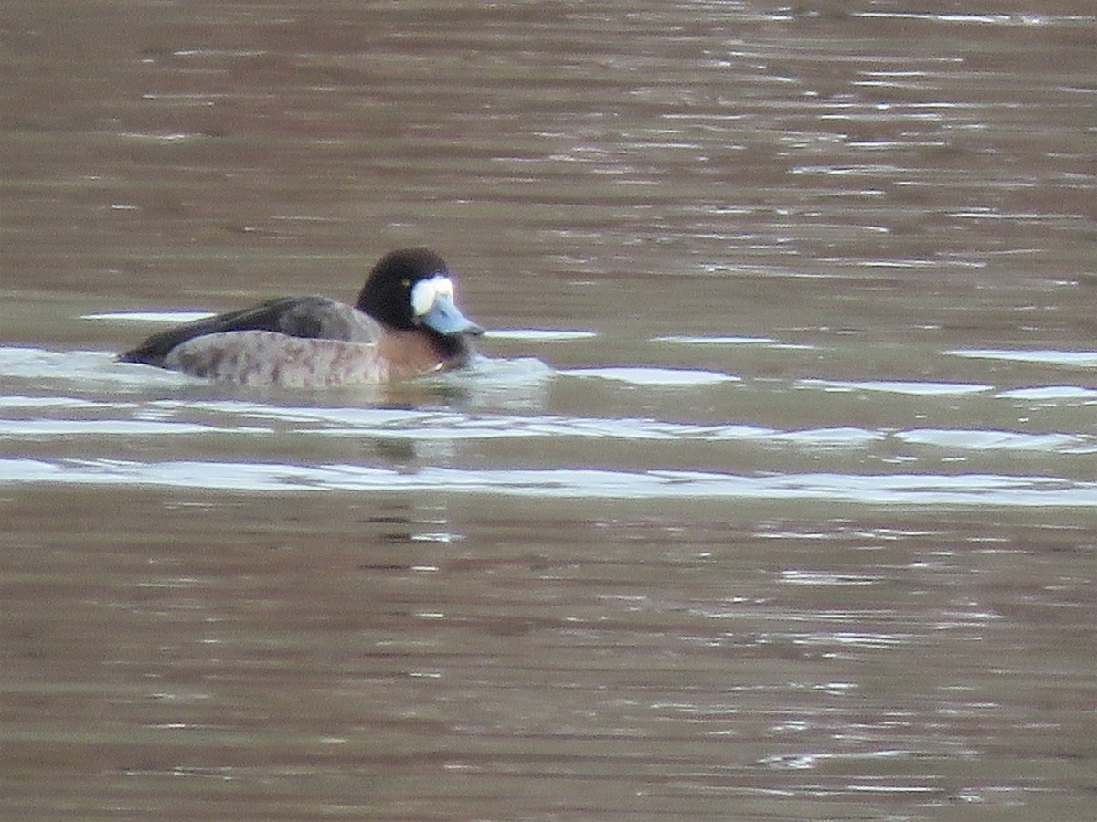 Greater Scaup - ML308815521
