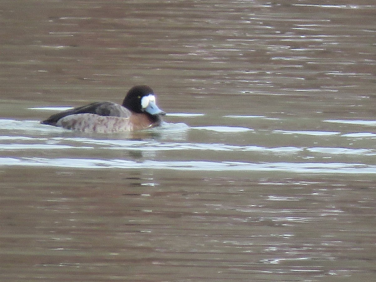 Тэнгисийн шумбуур - ML308815521