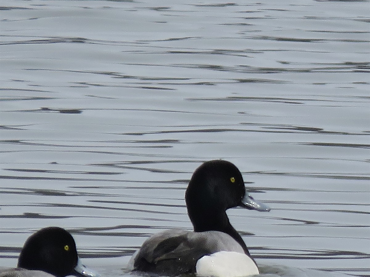 Greater Scaup - John Flannigan