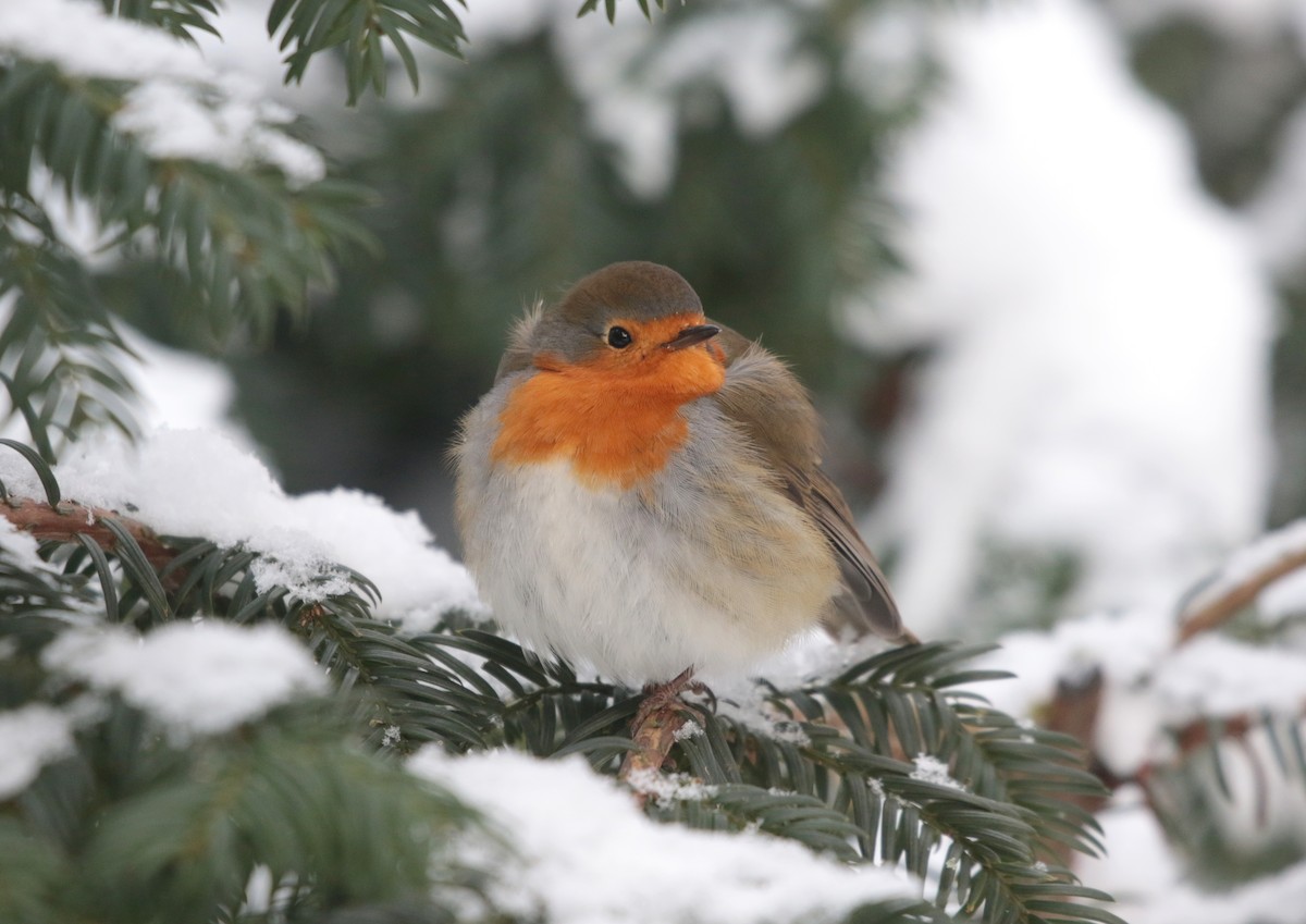 European Robin - ML308816501