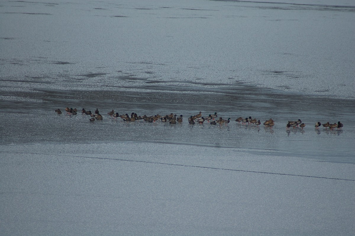 American Wigeon - ML308823921