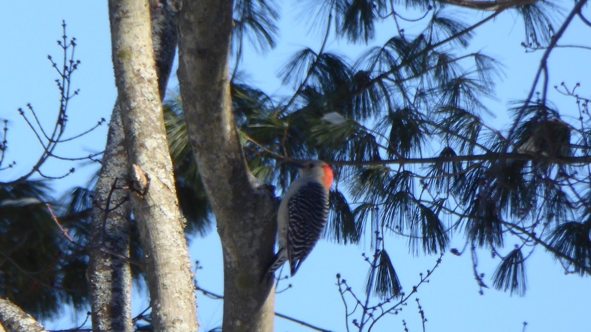 Red-bellied Woodpecker - ML308824881