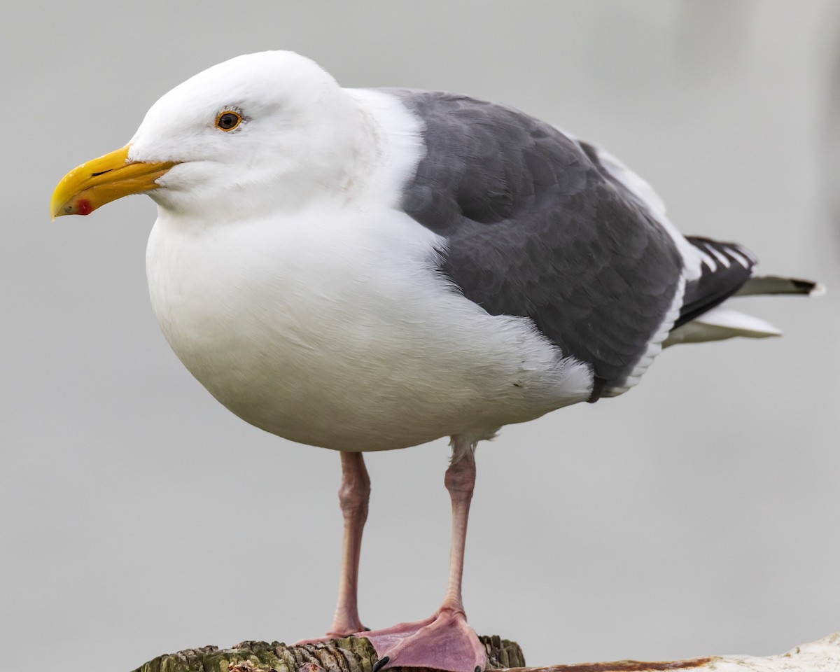 Western Gull - Lesley Tullis