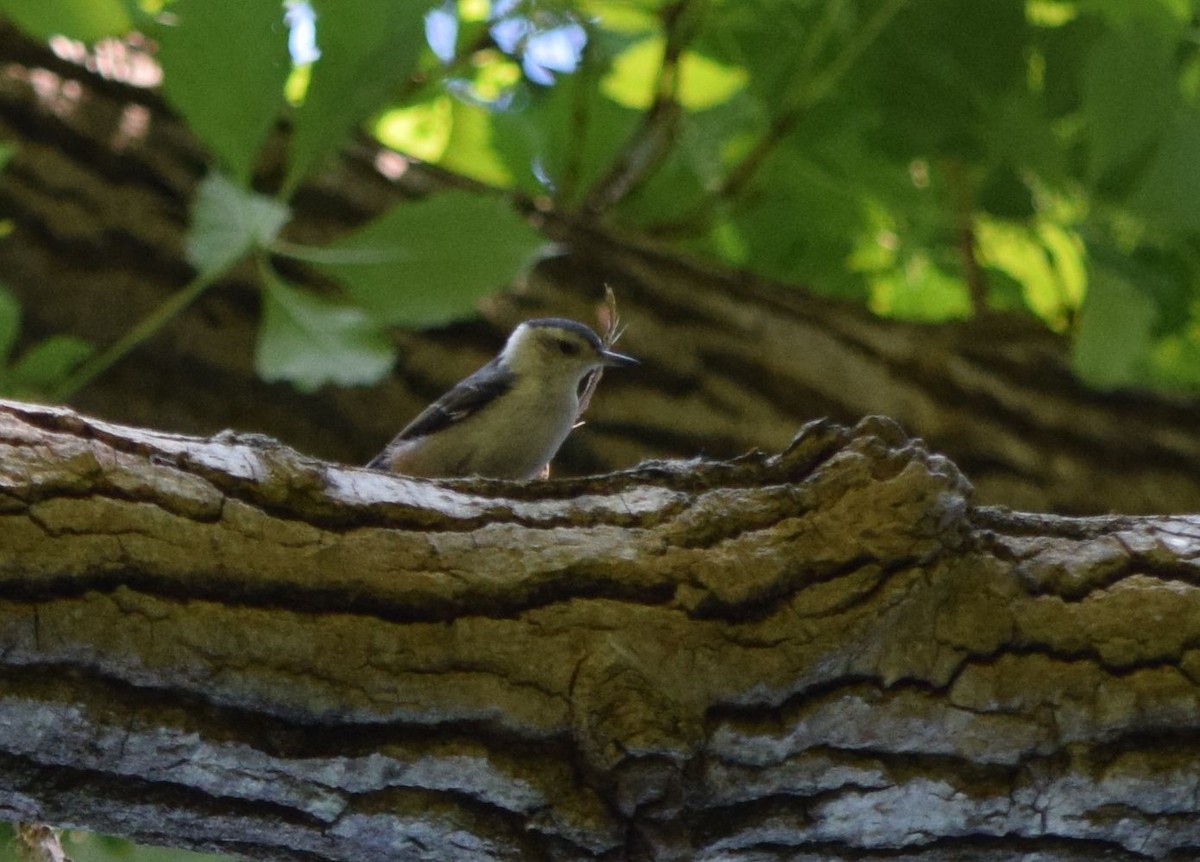 White-breasted Nuthatch - ML30882781