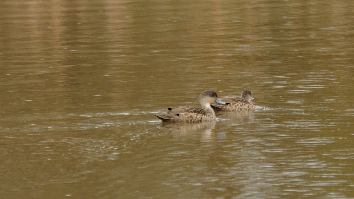 Avustralya Gri Çamurcunu - ML30882811