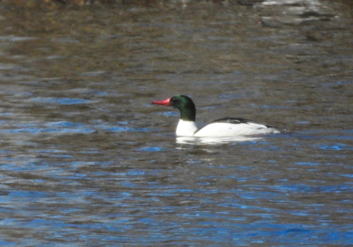 Common Merganser - ML308831041