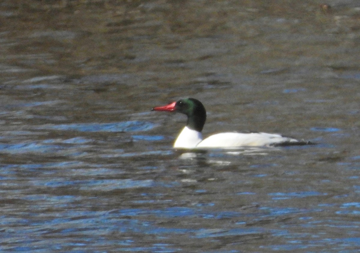 Common Merganser - ML308831081