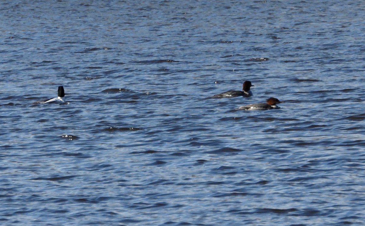 Common Merganser - ML308831281