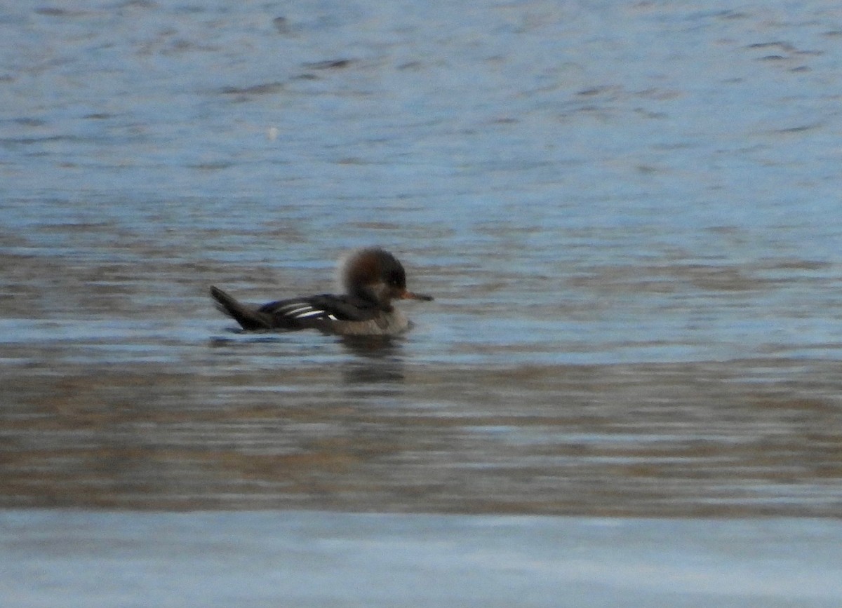 Hooded Merganser - ML308831861