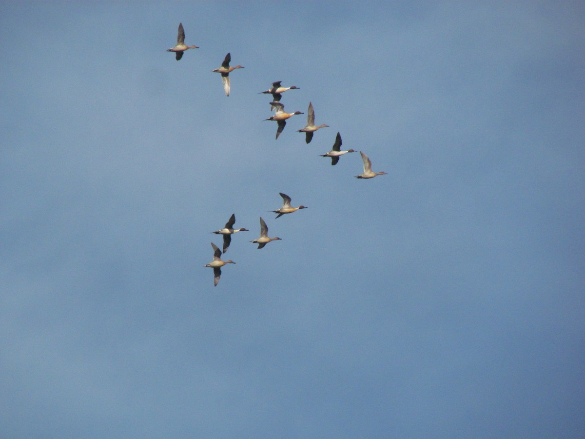 Northern Pintail - ML308836531