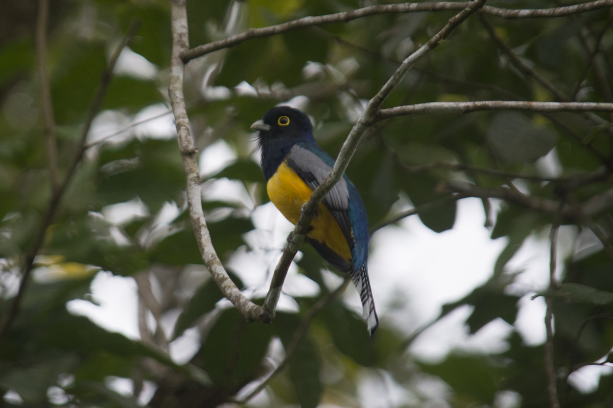 Trogon pattu - ML308836591