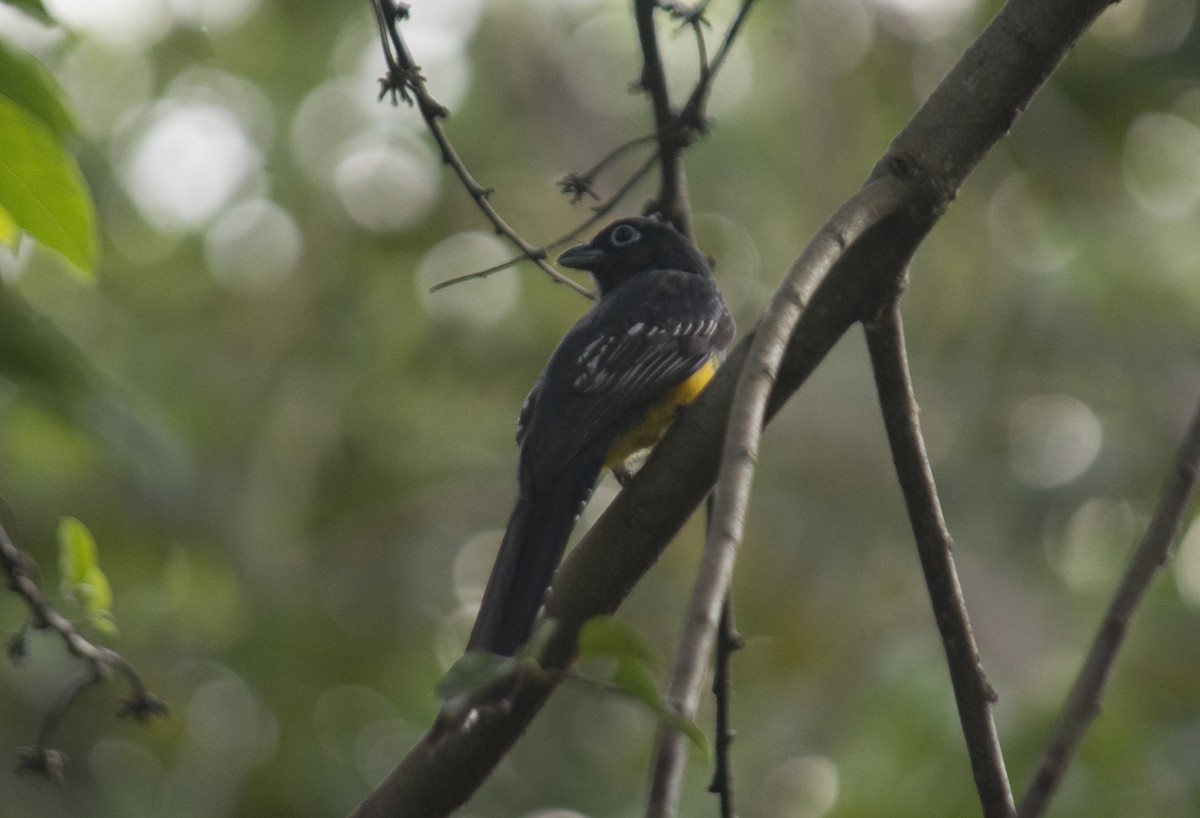 Trogon à tête noire - ML308837011