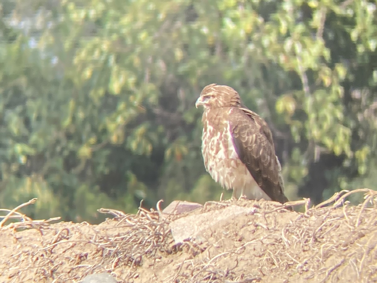 Swainson's Hawk - Kathryn Wendel