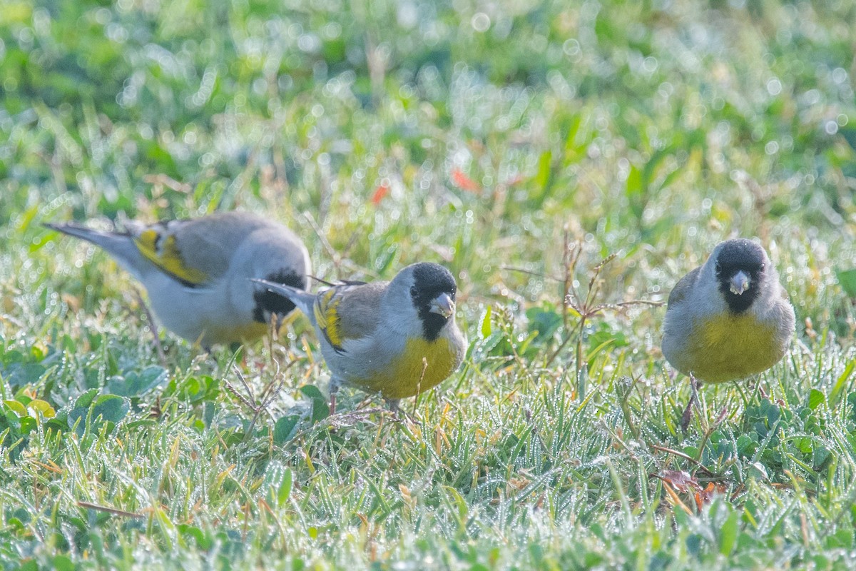 Lawrence's Goldfinch - Nancy Christensen