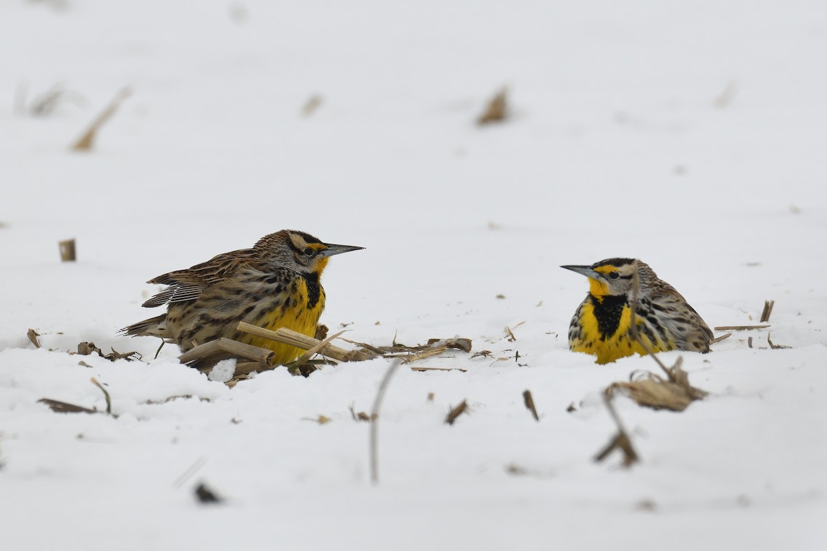 Eastern Meadowlark (Eastern) - Vern Wilkins 🦉