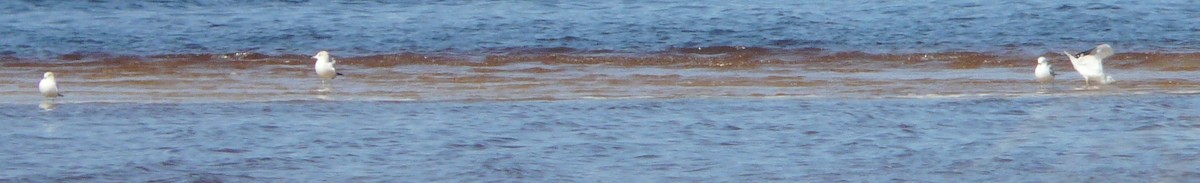 Ring-billed Gull - Sean McCool