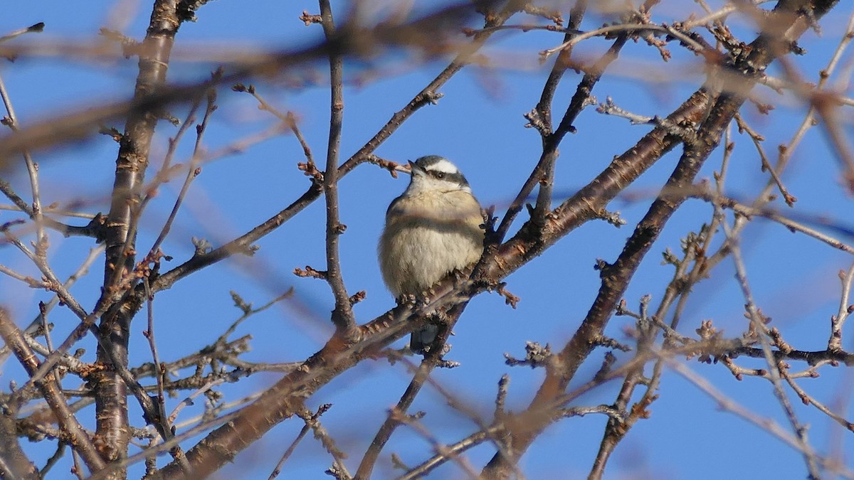 Red-breasted Nuthatch - ML308838971