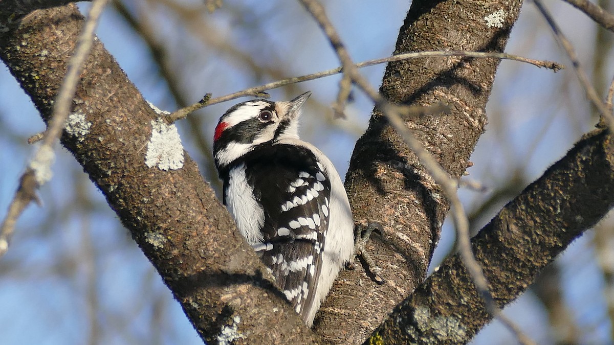 Downy Woodpecker (Eastern) - ML308839071