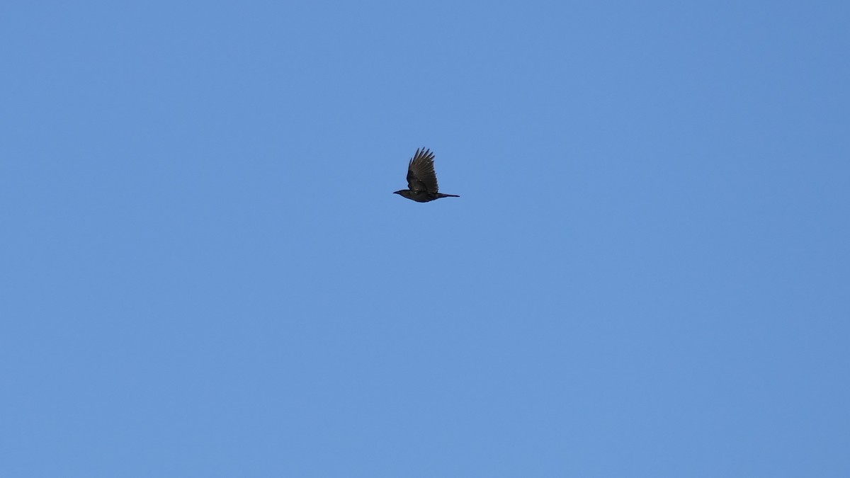 American Crow - ML308839111