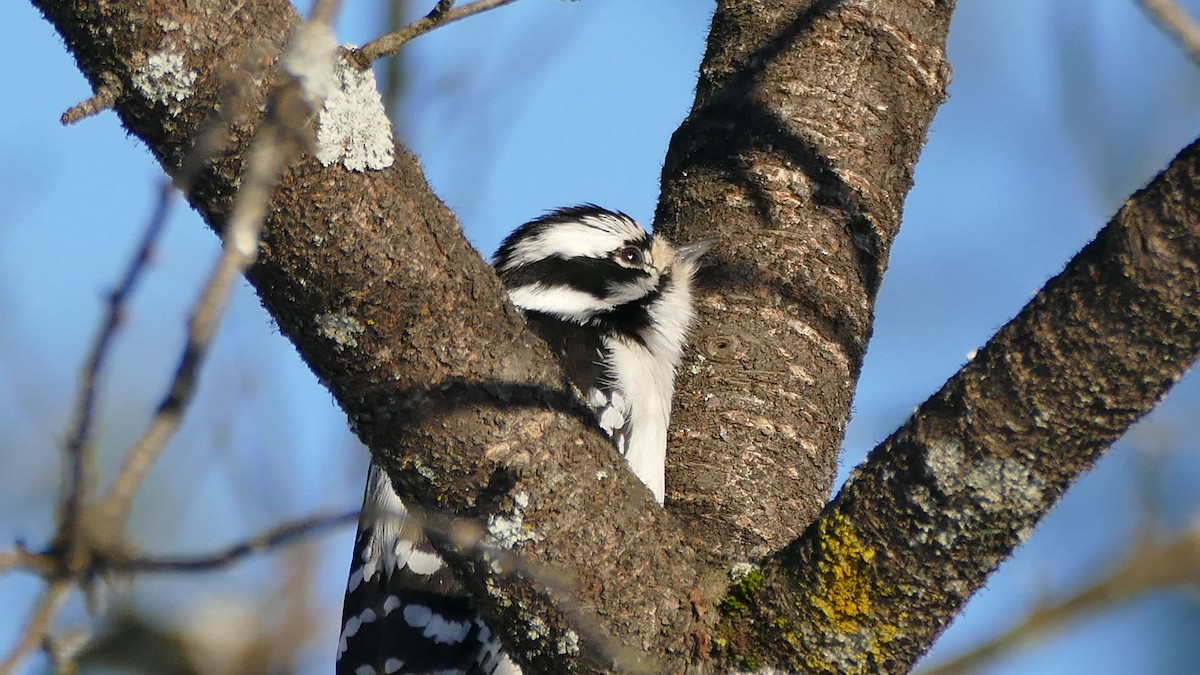 Downy Woodpecker (Eastern) - ML308839231