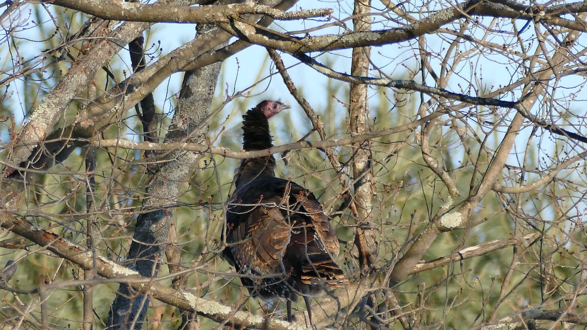 Wild Turkey - ML308839461