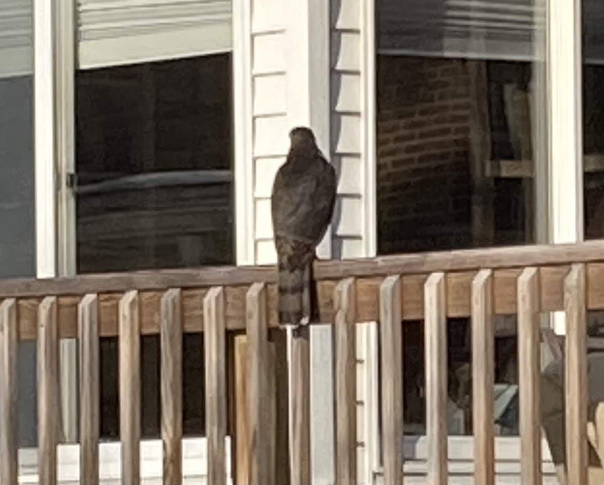 Sharp-shinned Hawk - ML308839471