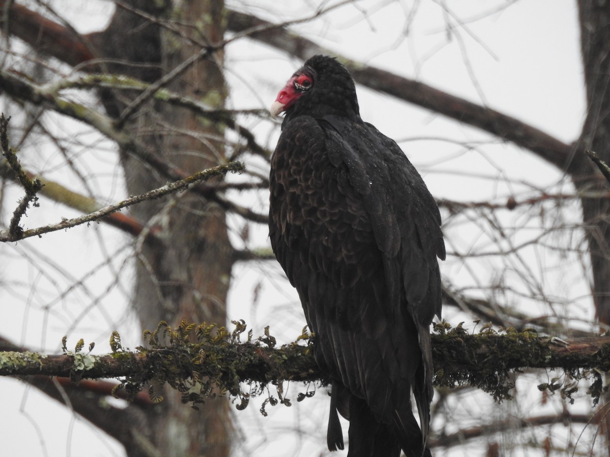 Turkey Vulture - ML308840311