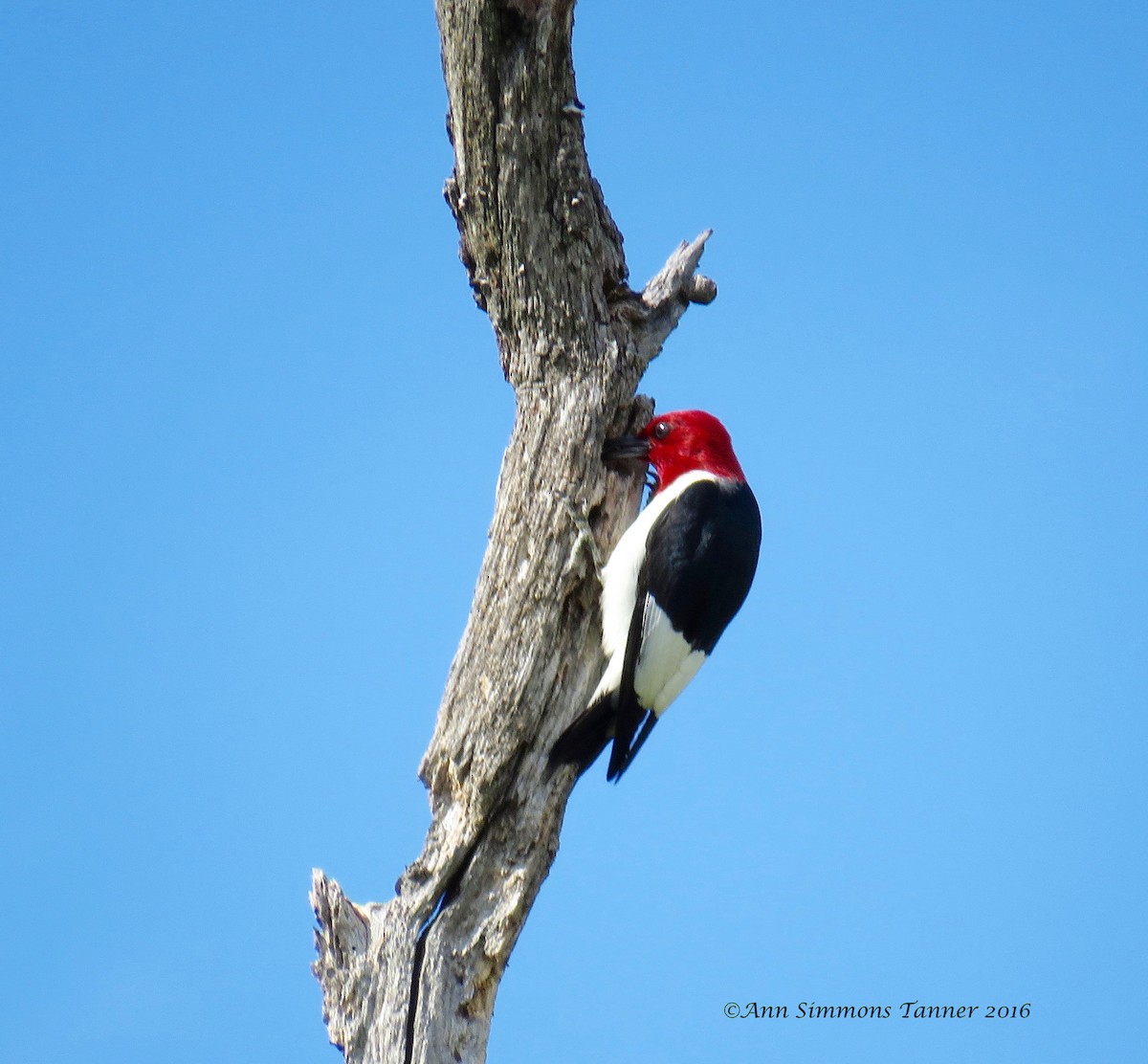 Red-headed Woodpecker - Ann Tanner