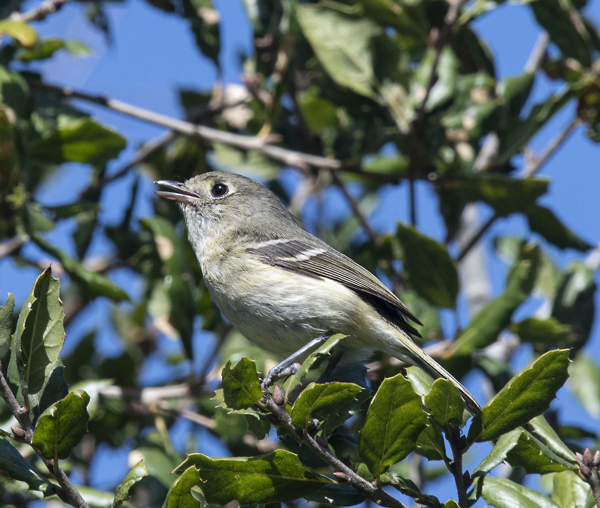 Hutton's Vireo - ML308841921