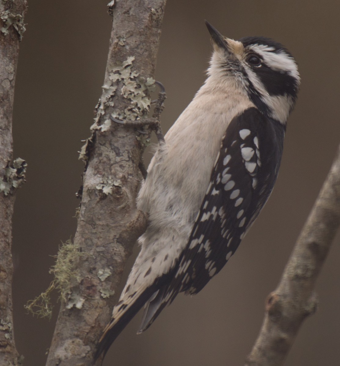 Downy Woodpecker - ML308842341