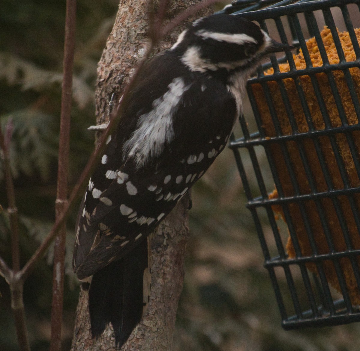 Downy Woodpecker - Bates Estabrooks