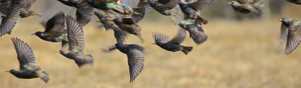 European Starling - ML308844641