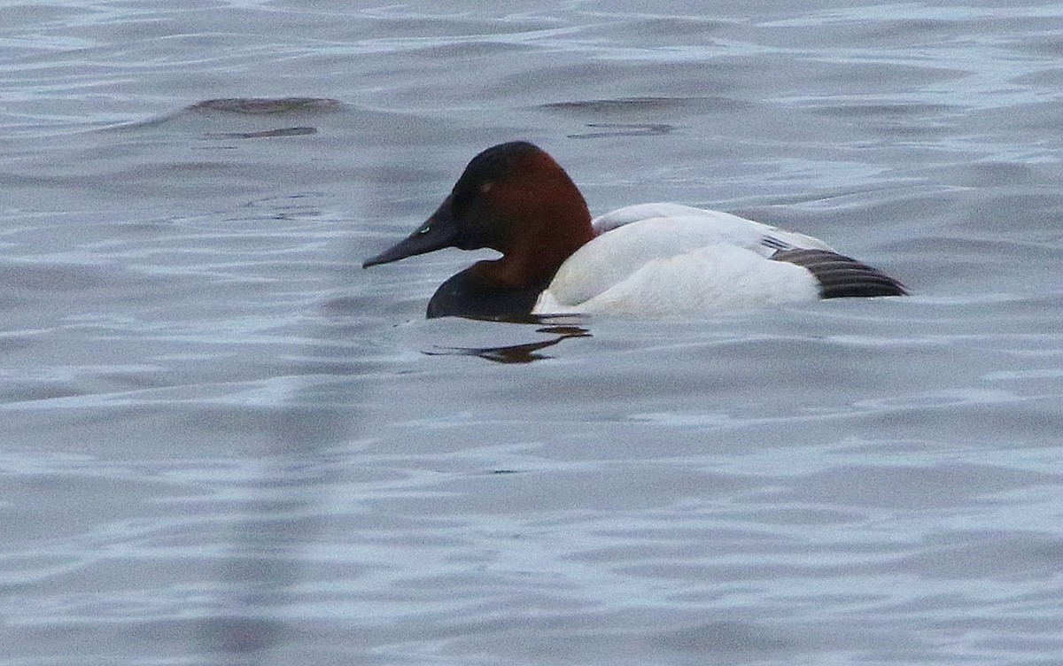 Canvasback - ML308845301