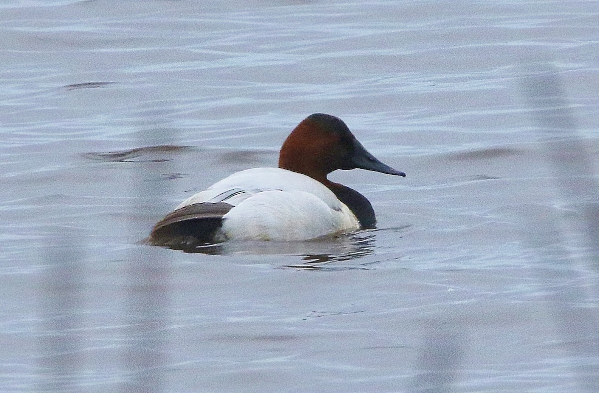 Canvasback - ML308845541