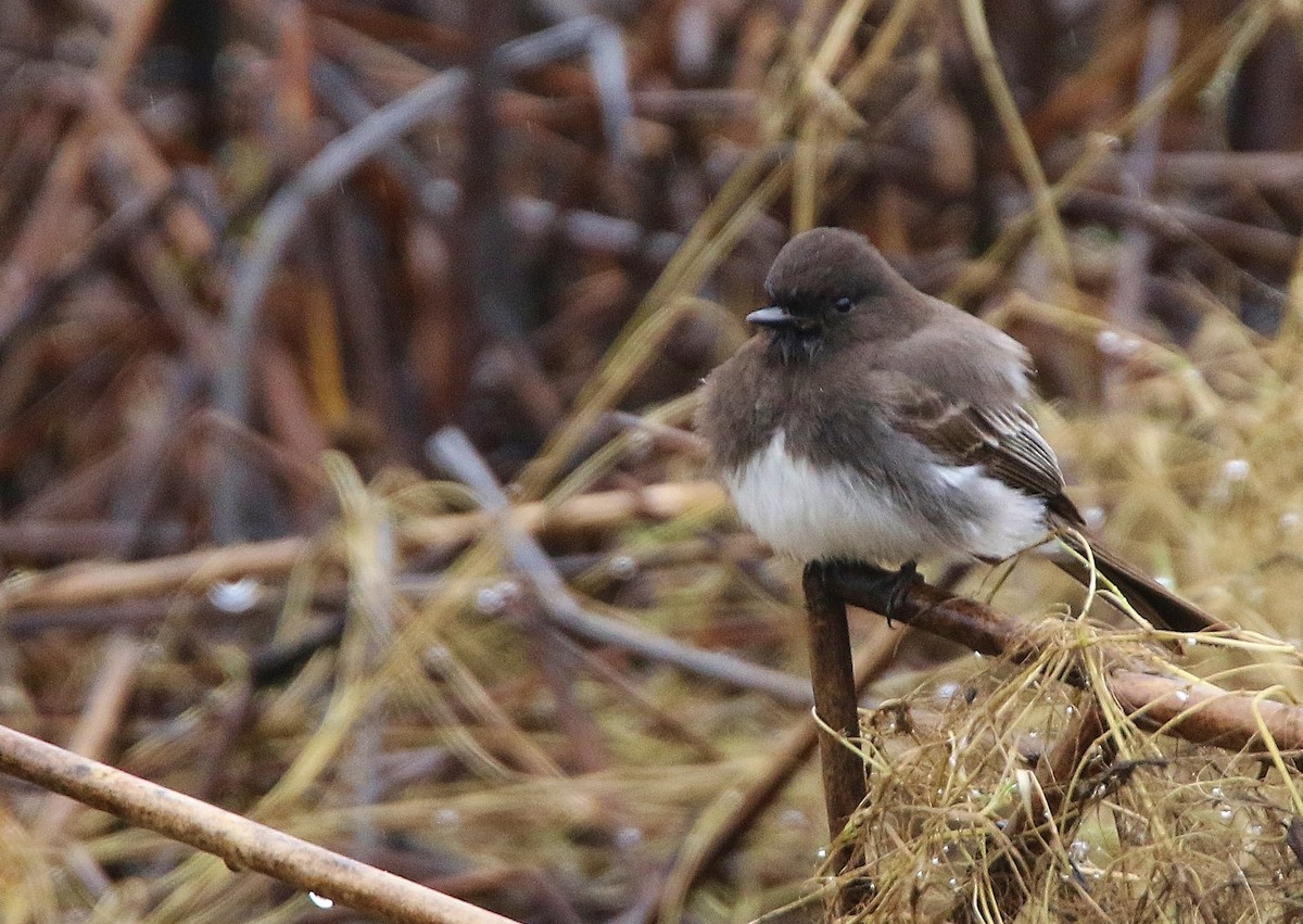 Black Phoebe - ML308846051