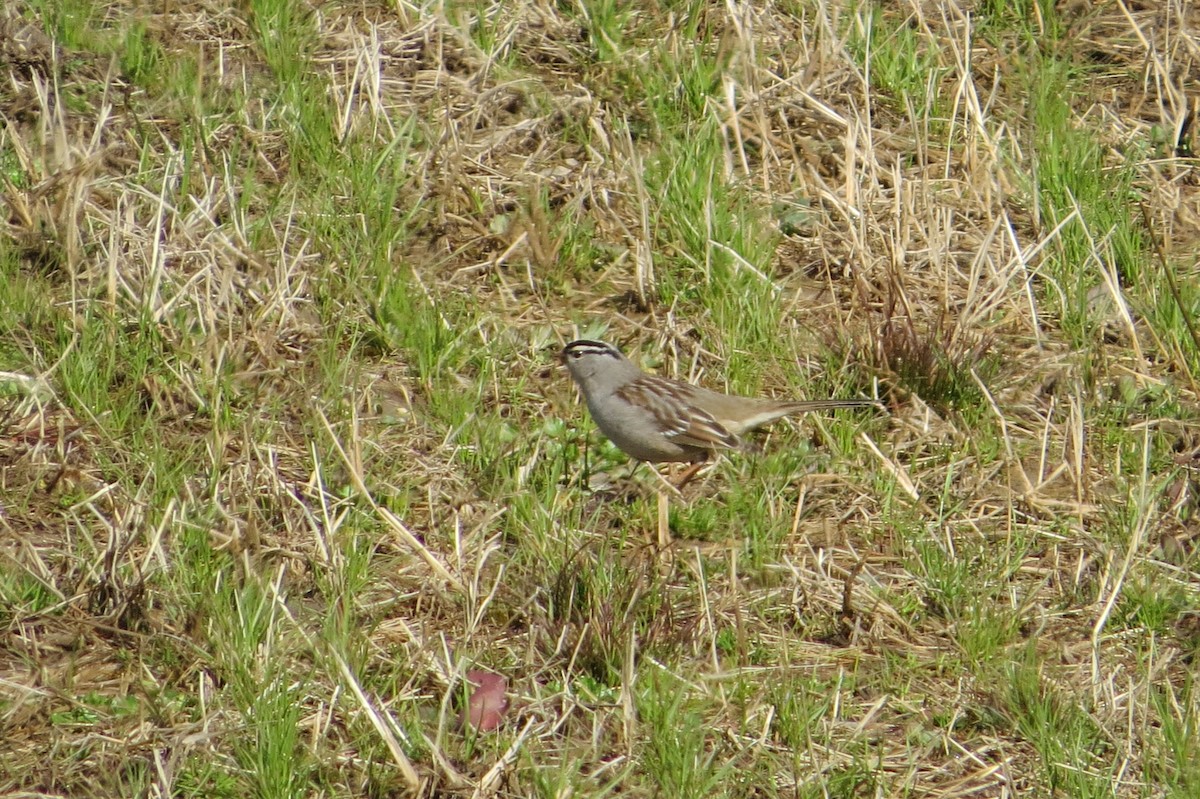 White-crowned Sparrow - ML308846151